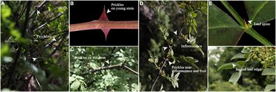 Combined morphological and multi-omics analyses to reveal the developmental mechanism of Zanthoxylum bungeanum <mark class="highlighted">prickle</mark>s